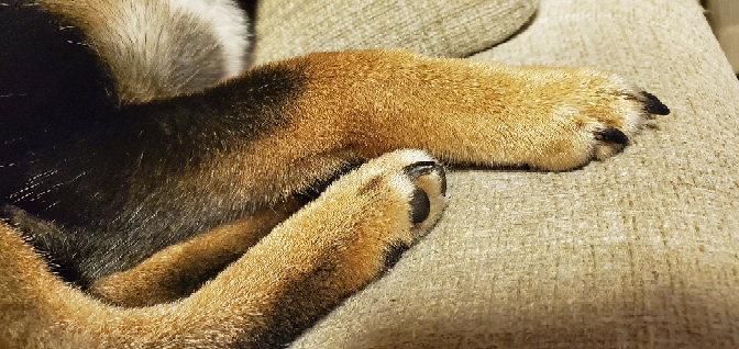 質問回答おねがいします。 これは自分の飼い犬の柴犬の手足の写真なのですが、爪は長いですか？ 前に動物病院に行ったときはこれくらいなら散歩して爪は削れると言われましたがほんとにそうなのかな？と思...