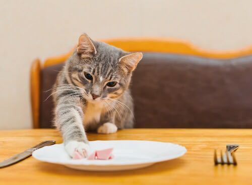 ネコちゃんが思いがけないものを食べてしまったことはありますか？