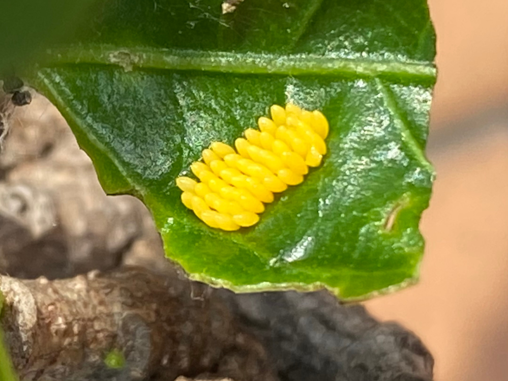 ハイビスカスの葉っぱに黄色い小さい無数の整列した卵がついています。 この黄色い卵は何の卵ですか？ てんとう虫の卵でしょうか？ もしてんとう虫の卵の場合 益虫か害虫か現段階ではわかりますか？