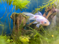 先日 金魚すくいで子供が取ったのですが何という種類かお教え頂けると幸いで Yahoo 知恵袋