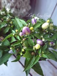 セッコクの育て方を教えてください 蘭はいろいろ育てていますがセッコ Yahoo 知恵袋