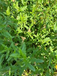 昨日畑に行ったら2 3を覆っていて この雑草の名前を知っている方がいまし Yahoo 知恵袋