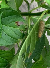 紫陽花の葉が虫食い にやられました 植物自体初めてなので どう対処 Yahoo 知恵袋