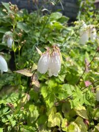 この花の名前わかりますか ホタルブクロでしょうか Yahoo 知恵袋