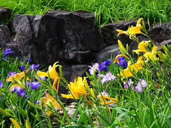 植物です 公園で６月初めに撮りました 名前が解りません 教えてください Yahoo 知恵袋