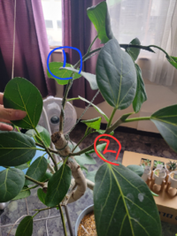 フィカス ベンガレンシスの剪定 仕立てについてです 曲がりのある幹 Yahoo 知恵袋