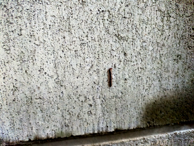 家の裏の壁にこのような虫が大量にいるのですが、なんという虫ですか?また毒などありますか?（雨の日によくいます）