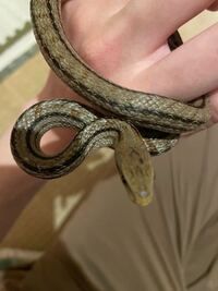 現在飼育しているシマヘビなのですが この頭の黒い模様のよ Yahoo 知恵袋