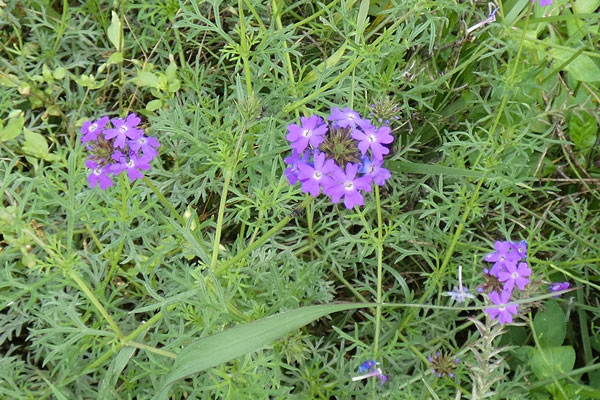 今日、北九州市の郊外で見た花です。きれいなブルーの花です。 園芸種が野生化したのではないかと思います。名前を教えてください