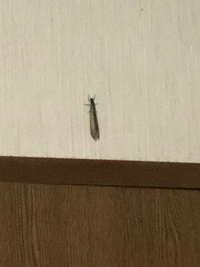 先程起きたらトンボのような虫が玄関の廊下電気の周りを飛んでいました。
 虫がとても苦手で怖くて近寄れず、恐る恐るリビングから覗くと壁にくっついていました。 トンボだったらこんな風に羽を畳むのでしょうか？
 この虫はなにか分かりますか？

 最大限ズームして撮ったので画質が荒く申し訳ありませんが、分かる方教えて下さい！
 
 朝まで生きてるだろうし、どうやって逃がせばいいんでしょうか…