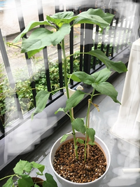 一本に間引きしますとは ひまわりの小さい種を植たのですが 種が入ってい Yahoo 知恵袋