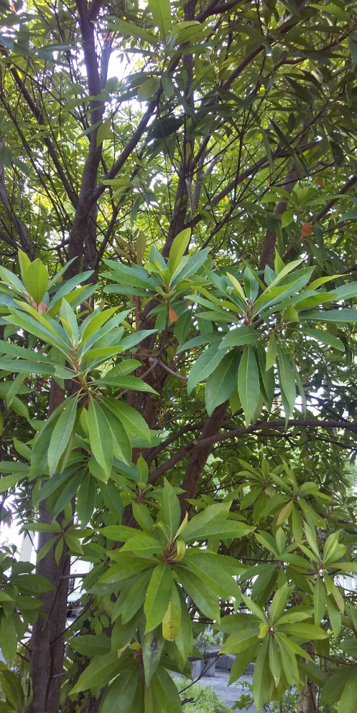 この樹木の名前を教えてください。 福岡、公園、６月、です。