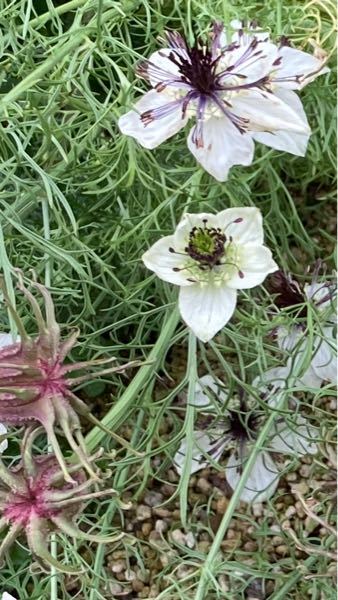 時計草でしょうか ニゲラですね アフリカンブライドという品種が写真 Yahoo 知恵袋