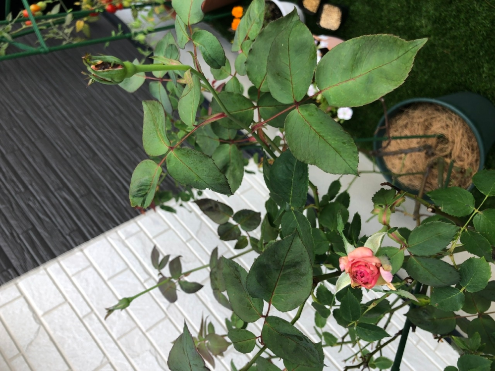 イラストで薔薇の花束を描きます ドット柄の薔薇の花言葉の Yahoo 知恵袋