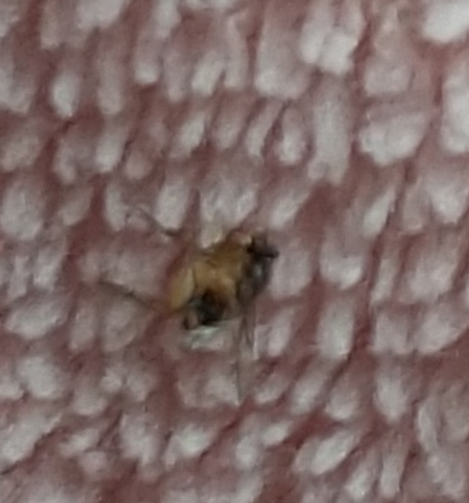 この虫はなんでしょうか？ 私の部屋のベランダ側の窓あたりにしかいません。 大きさは1～2mm程度です。 どうすればいいでしょうか？