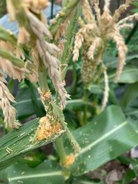 とうもろこしの苗です 茎と葉の間に溜まっているものはとうもろこしの Yahoo 知恵袋