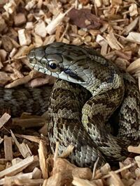 アオダイショウマムシ ヘビに詳しい方お願いします家の庭にい Yahoo 知恵袋