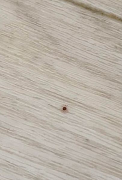 これなんて虫か分かりますか？ 蜘蛛？ダニ？みたいな 大きさは1ミリくらいで赤っぽい色 ここ2日で家の中で見るの7匹目です きもいたすけて