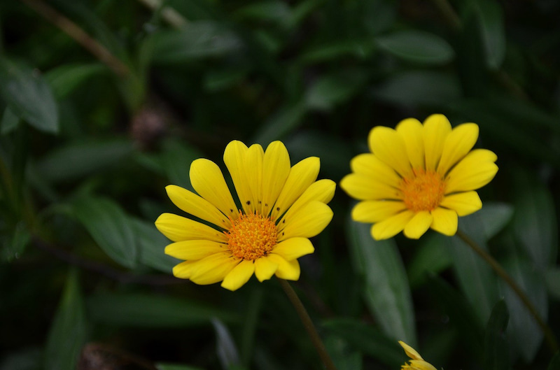 植物です 公園で撮りましたが名前が解らず困っています 詳しい方 Yahoo 知恵袋