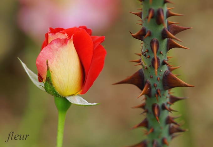 近い将来完全にトゲのない薔薇も開発されますか？品種改良.薔薇の