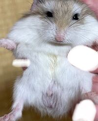 ロボロフスキーハムスター ２匹飼っています 最近写真の子が大きくな Yahoo 知恵袋