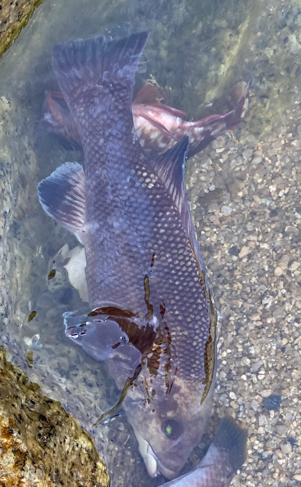 この魚の名前わかる方いますか コブダイ カンダイ Yahoo 知恵袋