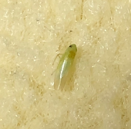 この緑の虫は何ですか？足にチくっと痛みがあり見たらこの虫に刺されたか、または噛まれてました。毒とかはないですか？網戸にもついています。