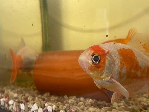 数年前に金魚すくいで取った金魚ちゃん達です。 三匹の内2匹が数年前から体が白くなってきているのですが、これって何かの病気ですか？