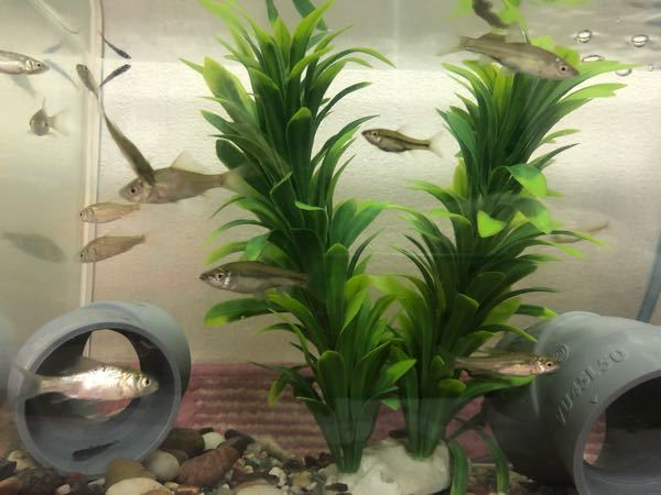 日本淡水魚詳しい方に質問です 用水路や 緑地のため池で採取 Yahoo 知恵袋