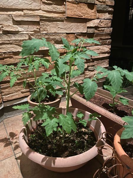 ミニトマトを植えて１ヶ月ほど経ち、ネットで検索すると脇芽を取るとよく書かれているのですが、どれが脇芽か教えてください。
