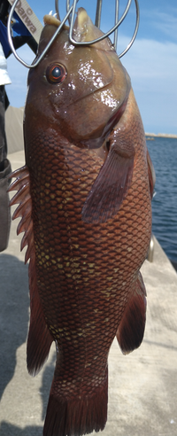 この魚は何でしょうか 富山で釣れたのですが 食べられる魚でしょ Yahoo 知恵袋