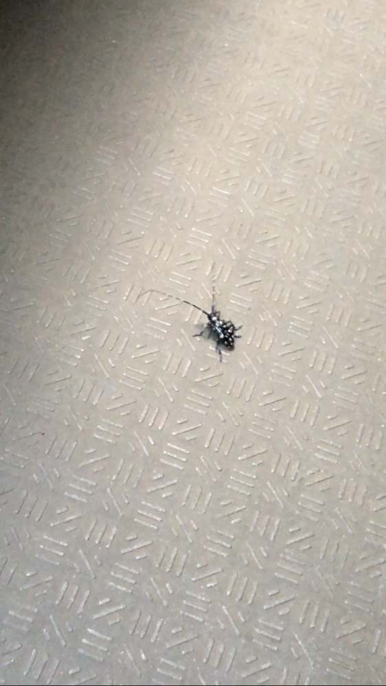 【閲覧注意】この虫なんて名前でしょうか？ 黒地に白の柄でかなり派手でした。 あと触覚がとても長くて比較的動きは遅かったです。 飛んでいるところは見てません。