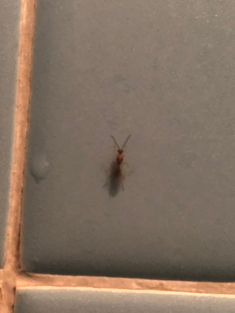 最近、家のお風呂に出てくるこのアリの種類を教えて下さい。 駆除方法があれば教えていただけませんか？