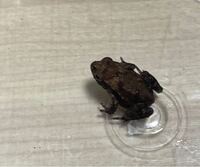 このカエルってなんですか ツチガエルかヌマガエルかウシガエルだと思 Yahoo 知恵袋