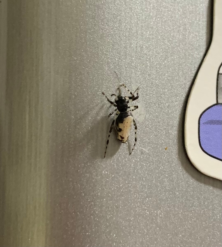 このクモの種類は何ですか？ 冷蔵庫にくっついていました。