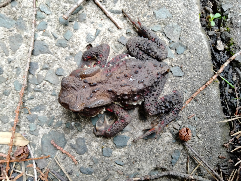 愛知県の茶臼山高原道路の真ん中に居たカエルなんですが、種類は何でしょうか？