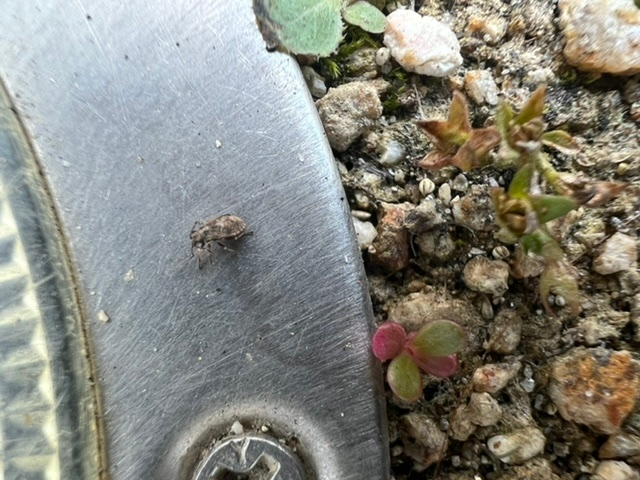 庭に大量発生しています。全長2mm位のこの虫はなんという虫でしょうか？