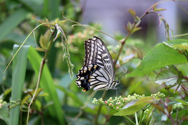 蝶です。 近場散歩中に撮りました。 これってナミアゲハ？ キアゲハ？ 名前が解らず困っています。 どなたか教えてください。