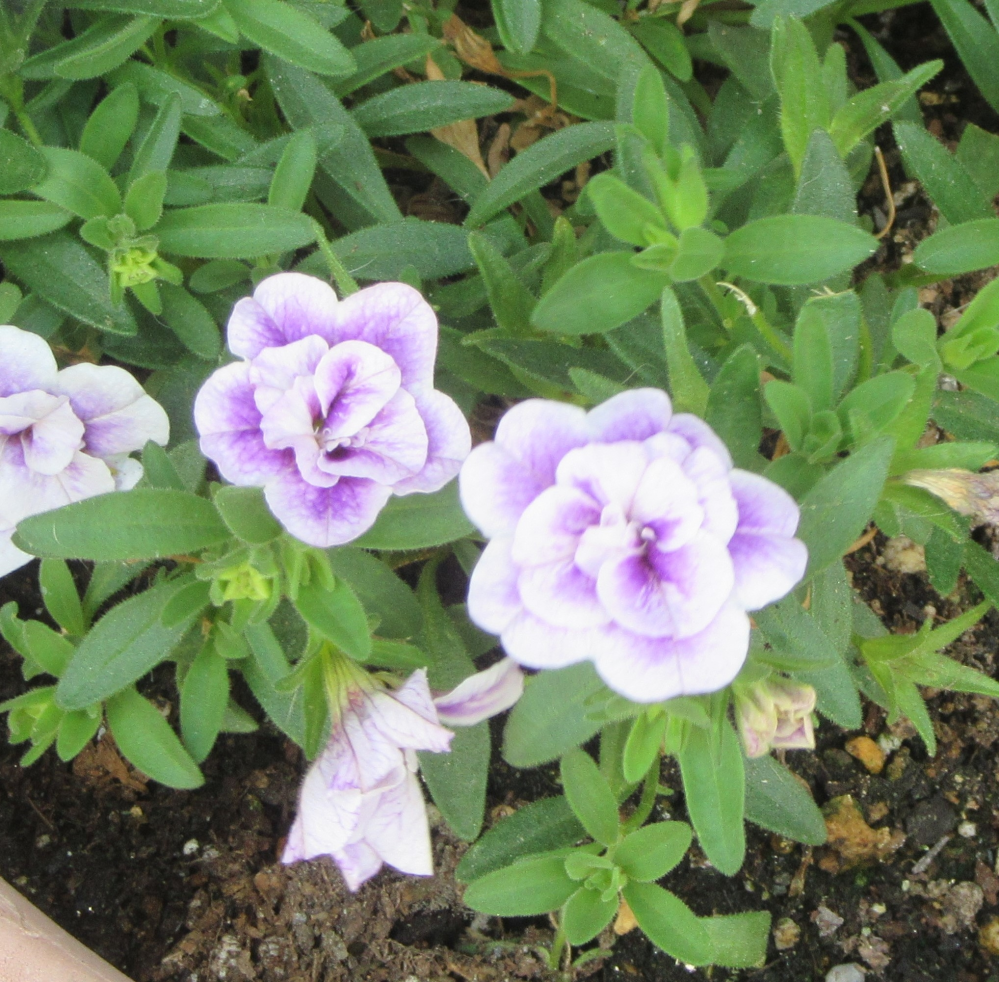 この花の名前を教えてください。 葉っぱはニチニチソウに似ていますが、 この花もそうでしょうか。 花びらは、うす紫色で、八重咲きのようになっています。 先週、西日本で撮影しました。 宜しくお願いします。