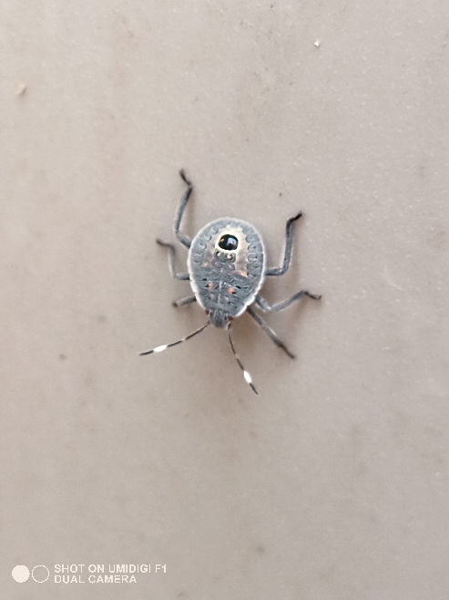 この虫の名前なんですかね?屋外にいました。