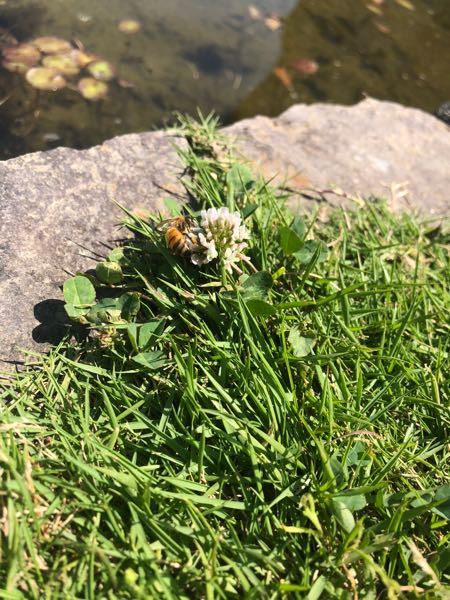 この写真のミツバチですが、セイヨウミツバチかニホンミツバチどちらでしょうか？ 調べたらセイヨウミツバチの柄に見えるのですが、野生化しているのはニホンミツバチだけらしいので分かりませんでした。 写真は都内で6月上旬に撮りました。