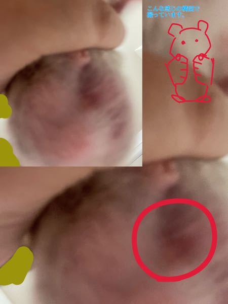 ゴールデンハムスターのオスを飼っている方に聞きたいです。画像はぶれているのですが、こんな感じに2つの穴？があるのでしょうか。 赤丸したところが気になります。 良ければ教えてください。