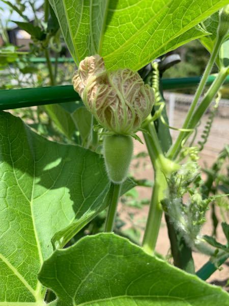 家庭菜園で小玉スイカを植えています。 たまに白い大きい花が咲いて、シマシマ模様のない緑色の実がつきます。 これは何ですか？