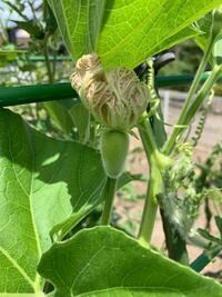 家庭菜園で小玉スイカを植えています たまに白い大きい花が Yahoo 知恵袋