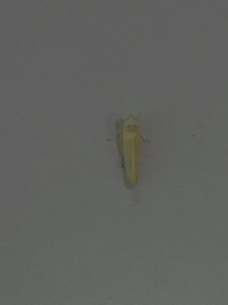 この虫はなんと言う虫ですか? 跳ねるように飛びます。 色は白に近い黄色で、大きさは4〜5mmほどです。