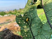 何の幼虫ですか ナスの葉が穴だらけですこの黄色い幼虫みたい奴の Yahoo 知恵袋