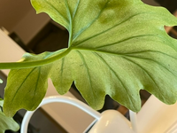 観葉植物の葉っぱの後ろに黒い小さい虫が沢山付いています 発生源 Yahoo 知恵袋