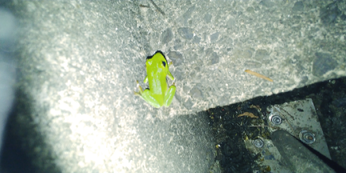 カエルについて。 道端で見かけたのですが、アマガエルかと思ったのですが、なんかグミみたいな色してので写真を撮ったのですが、これはなんてい言うカエルですか？