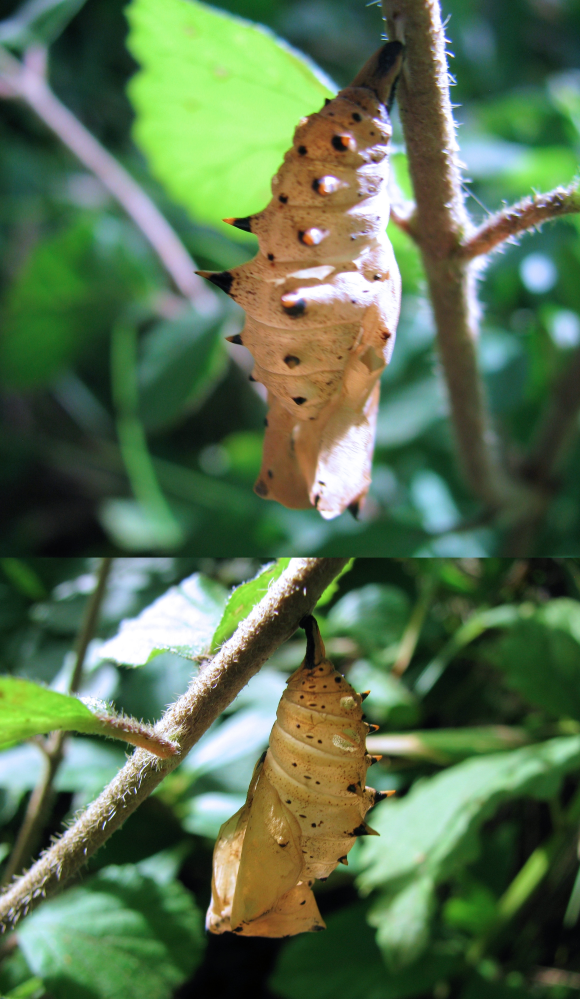 6月の低山にいた昆虫です。 というか昆虫の、サナギの抜け殻です。 このサナギから出たのは蝶か蛾か分かりませんが、 何という名前の昆虫の抜け殻でしょうか？？