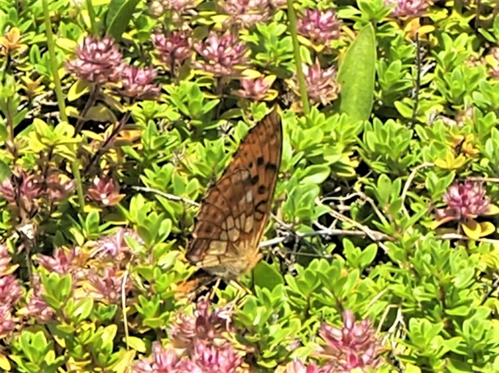 この写真のチョウは「コヒョウモン」でしょうか「ヒョウモンチョウ」でしょうか？ 蝶に詳しい方、よろしくお願いいたします。 撮影場所は長野県白馬村です。